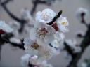 Fiori di giorno