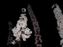 Fiori di notte